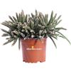 eGarden.store Pianta di Rhipsalis varietà mix pianta grassa succulenta ornamentale da interno