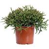 eGarden.store Pianta di Rhipsalis varietà mix pianta grassa succulenta ornamentale da interno