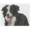 Florashell Schema Di Punto Croce Di Florashell - Border Collie