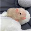 Giocattolo di maiale in silicone Bambola di maiale animale Animali realistici