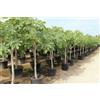 Vivaio di Castelletto Fico comune "Ficus carica" pianta in mastello ø55 cm h. 2/2,5 mt cfr. 18/19 cm