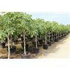 Vivaio di Castelletto Fico comune "Ficus carica" pianta adulta in mastello ø50 cm h. 2,5 mt crf 17/18
