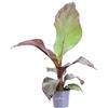 eGarden.store Pianta vera di Falso Banano - Ensete Ventricosum decorativa da esterno o interno
