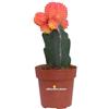 eGarden.store Pianta di Gymnocalycium Mihanovichii vera ornamentale vari colori da interno