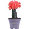 eGarden.store Pianta di Gymnocalycium Mihanovichii vera ornamentale vari colori da interno