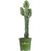 eGarden.store Pianta vera di Euphorbia Eritrea o Tetra v.20 cm ornamentale cactus da interno