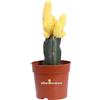 eGarden.store Pianta di Gymnocalycium Mihanovichii vera ornamentale vari colori da interno
