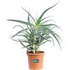 eGarden.store Pianta di Aloe Arborescens vera età 4 anni ornamentale da esterno in vaso