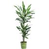 eGarden.store Pianta vera di Dracena Janet Lind foglia verde ornamentale da arredo interno