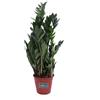 eGarden.store Pianta di Zamioculcas Zamilifolia pianta da interno pianta da appartamento vera
