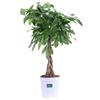 eGarden.store Pianta di Pachira Acquatica Intrecciata pianta vera ornamentale da appartamento