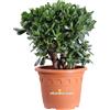 eGarden.store Pianta di Crassula Ovata Albero Di Giada vera succulenta ornamentale da esterno