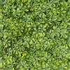 TENAX Divy Trellis Pitosforo 100x200 cm Verde, Traliccio Estensibile con Foglie