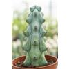 eGarden.store Pianta vera di Myrtillocactus Geometrizans Fukurokuryuzinboku da interno/esterno