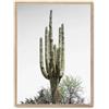 AlexandreHouse Cuadro cactus saguaro i_FASE5