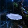 Conchiglia Ventosa Acquario Concavo Piattaforma Riposo Pesci Bordo a Ventaglio