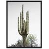 AlexandreHouse Cuadro cactus saguaro i_FASE5