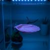 Conchiglia Ventosa Acquario Concavo Piattaforma Riposo Pesci Bordo a Ventaglio