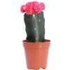 eGarden.store Pianta di Gymnocalycium Mihanovichii vera ornamentale vari colori da interno