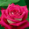 Meilland Richardier Pianta ROSA MONICA BELLUCCI ® MEILLAND rosa/bianca vera PROFUMATA AMDGarden