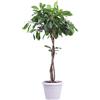 eGarden.store Pianta vera di Ficus Cyathistipula Alberello tropicale ornamentale da interno