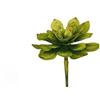 GOLDEN HILL (GOL) STELO FOGLIA PIANTA GRASSA 70cm 862960