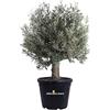 eGarden.store Pianta di Ulivo Ornamentale Olea Europaea singolo o multitronco da esterno