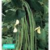 20 SEMI SEMENTI Seeds fagiolino Fagiolo rampicante Metro LEGUMI Italia