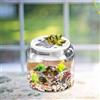 Torta Habitat Habitat Desktop Creative Clear Trendy Step Terrarium Micro