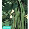 20 SEMI SEMENTI Seeds fagiolino Fagiolo rampicante Metro LEGUMI Sicilia *