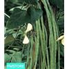 20 SEMI SEMENTI Seeds fagiolino Fagiolo rampicante Metro Italia Sicilia Mmoo