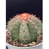 Cactus Melocactus matanzanus Pot 14
