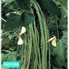 20 SEMI SEMENTI Seeds fagiolino Fagiolo rampicante Metro LEGUMI Italia