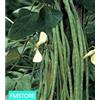 20 SEMI SEMENTI Seeds fagiolino Fagiolo rampicante Metro LEGUMI Italia Sicilia