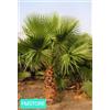 WASHINGTONIA ROBUSTA - PALMA MESSICANA DI WASHINGTON 15 SEMI SELEZIONATI SEEDS