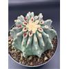Cactus Pianta Grassa Cactus/succulent FEROCACTUS GLAUCESCENS INERMIS - CACTUS - Vaso 15