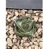 Agave Pumila Pot 7,5