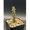 Cactus Euphorbia SP nova Somalia succulente cactus piante grasse Vaso 7,5