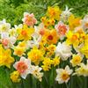 Bulbi Fiori Perenni Da Esterno - 50 Bulbi Di Narciso Collezione Budget - Piante