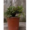 Cactus Pachypodium Lamerei Crestato Pot 16