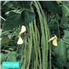 20 SEMI SEMENTI Seeds fagiolino Fagiolo rampicante Metro LEGUMI Italia