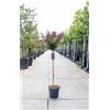 Vivaio di Castelletto Lagerstroemia indica Viola pianta ad alberello in vaso ø26 cm h. 120/140 cm circ