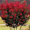 Vivaio di Castelletto Lagerstroemia indica rossa "Dynamite" pianta in vaso ø18 cm Vivaio di Castellett