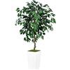 ASTIDY Albero di ficus artificiale, 1,5 m, albero finto da interno con fioriera alta bianca, pianta finta di ficus da pavimento in vaso, albero di seta artificiale per casa, ufficio, soggiorno,