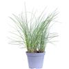 eGarden.store Tre piante di Erba Cipollina Allium Schoenoprasum vera aromatica commestibile