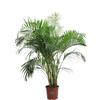 eGarden.store Pianta di Areca Dypsis Lutescens palma vera sempreverde ornamentale da interno