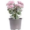 eGarden.store Pianta vera di Sedum Telephium La Vie En Rose succulenta fiore rosa da esterno