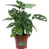 eGarden.store Pianta di Monstera Adansonii Monkey Leaf vera ornamentale da arredo interno