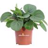 eGarden.store Pianta di Peperomia Albovittata Rana Verde vera succulenta decorativa da interno