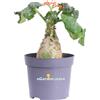 eGarden.store Pianta di Jatropha Podagrica vera succulenta ornamentale da arredo interno